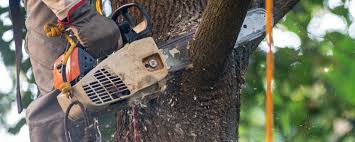 Tree and Shrub Care in Santa Barbara, CA