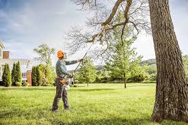 Best Tree Cabling and Bracing  in Santa Barbara, CA