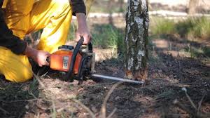 Best Hazardous Tree Removal  in Santa Barbara, CA