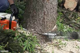 Best Fruit Tree Pruning  in Santa Barbara, CA