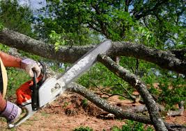 How Our Tree Care Process Works  in  Santa Barbara, CA