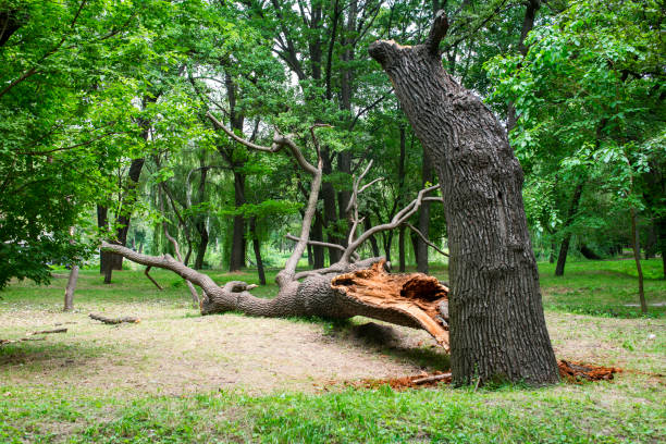 Best Firewood Processing and Delivery  in Santa Barbara, CA