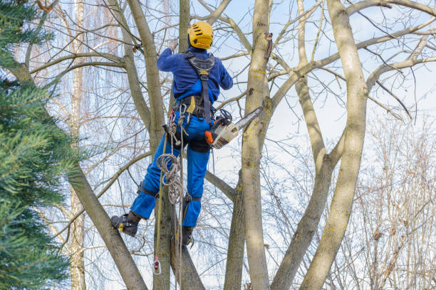 Best Commercial Tree Services  in Santa Barbara, CA