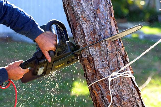 Professional Tree Care in Santa Barbara, CA