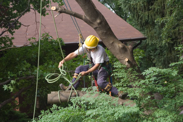 Best Tree Trimming and Pruning  in Santa Barbara, CA