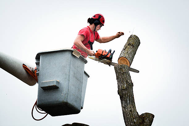 Best Emergency Tree Removal  in Santa Barbara, CA