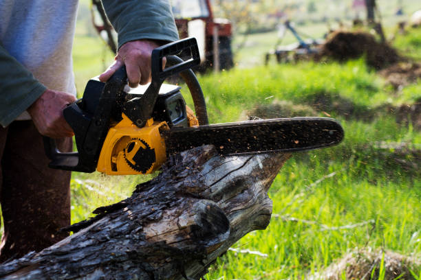 Best Tree Health Inspection  in Santa Barbara, CA