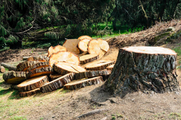 Best Utility Line Clearance  in Santa Barbara, CA